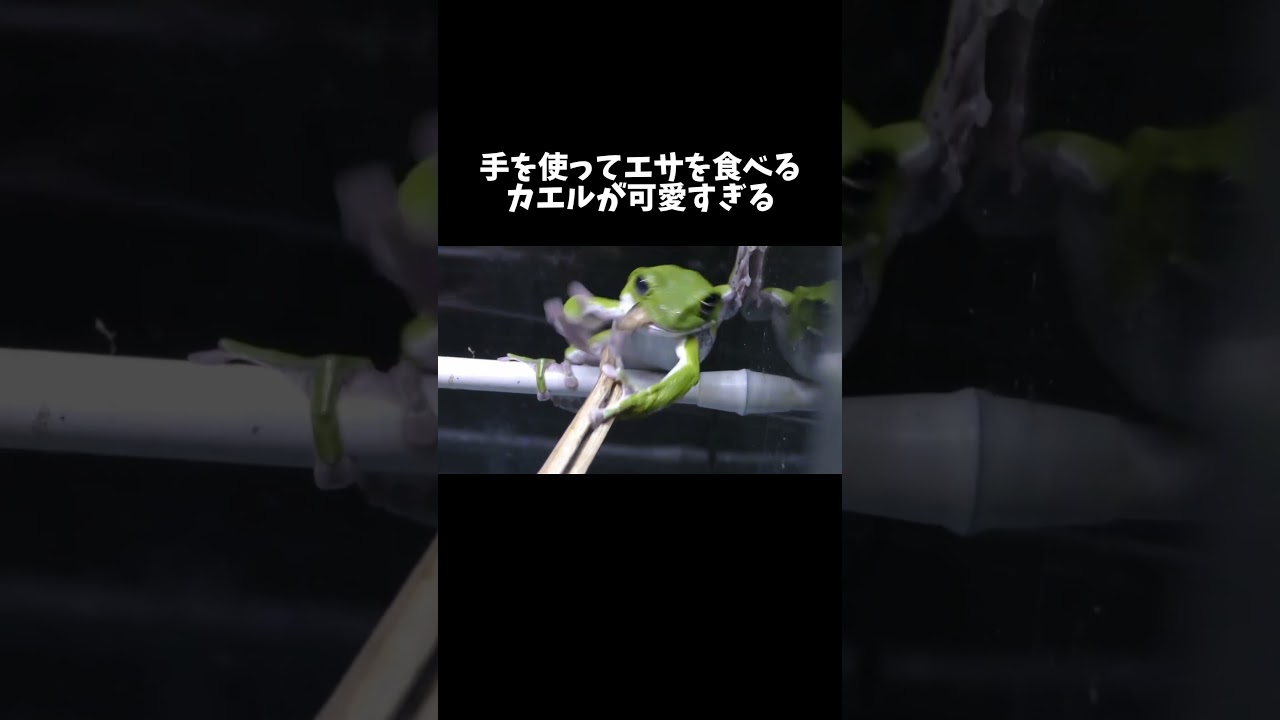 手を使ってエサを食べるカエルが可愛すぎる #shorts