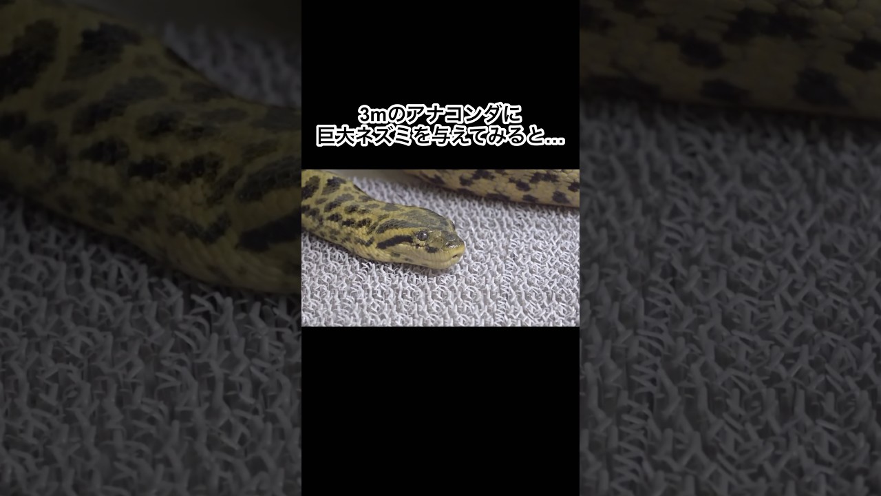 3mのアナコンダに巨大ネズミを与えます　#shorts