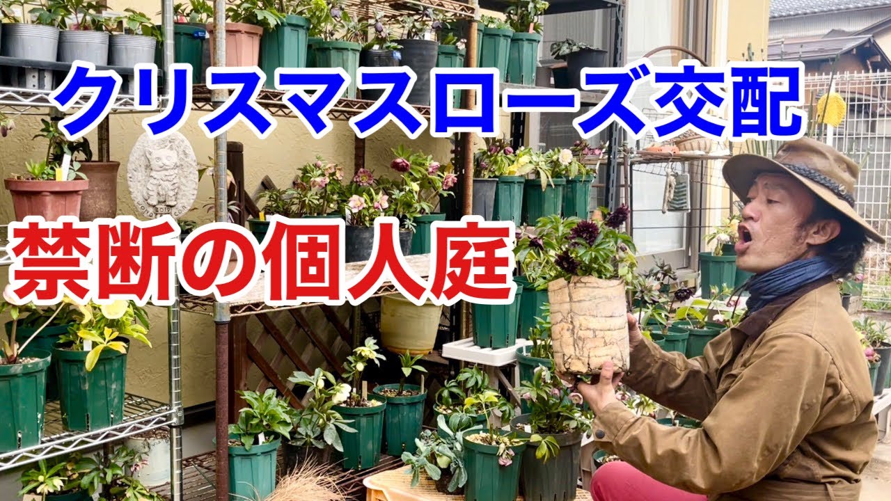 【個人育種できます】 クリスマスローズを１０年間交配し続けた個人庭      【カーメン君】【ガーデニング】【まーちゃん】