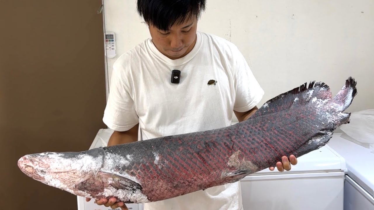 3年育てたピラルクを死なせてしまいました