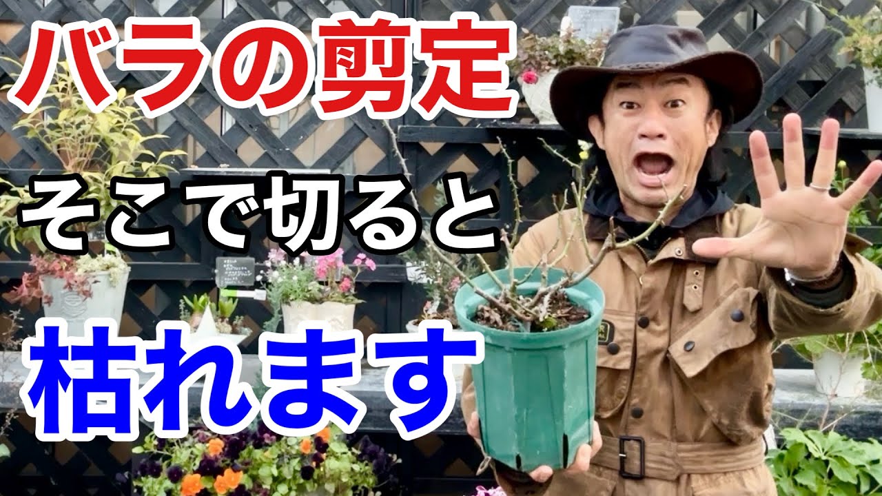 【ちょっと待った】 バラの失敗しない剪定方法教えます            【カーメン君】【園芸】【剪定】【初心者】