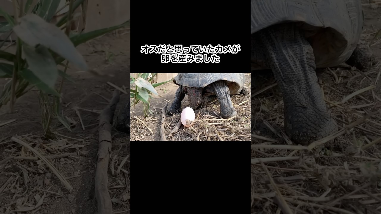オスだと思っていたカメが卵を産みました　#shorts