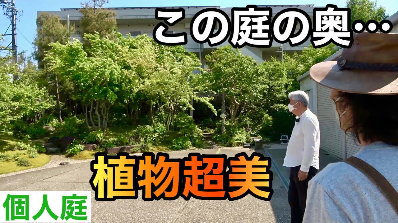 【ワクワクがとまらない】花より美しい新緑の庭　　　　　【カーメン君】【園芸】【ガーデニング】【個人庭】【築山さん】