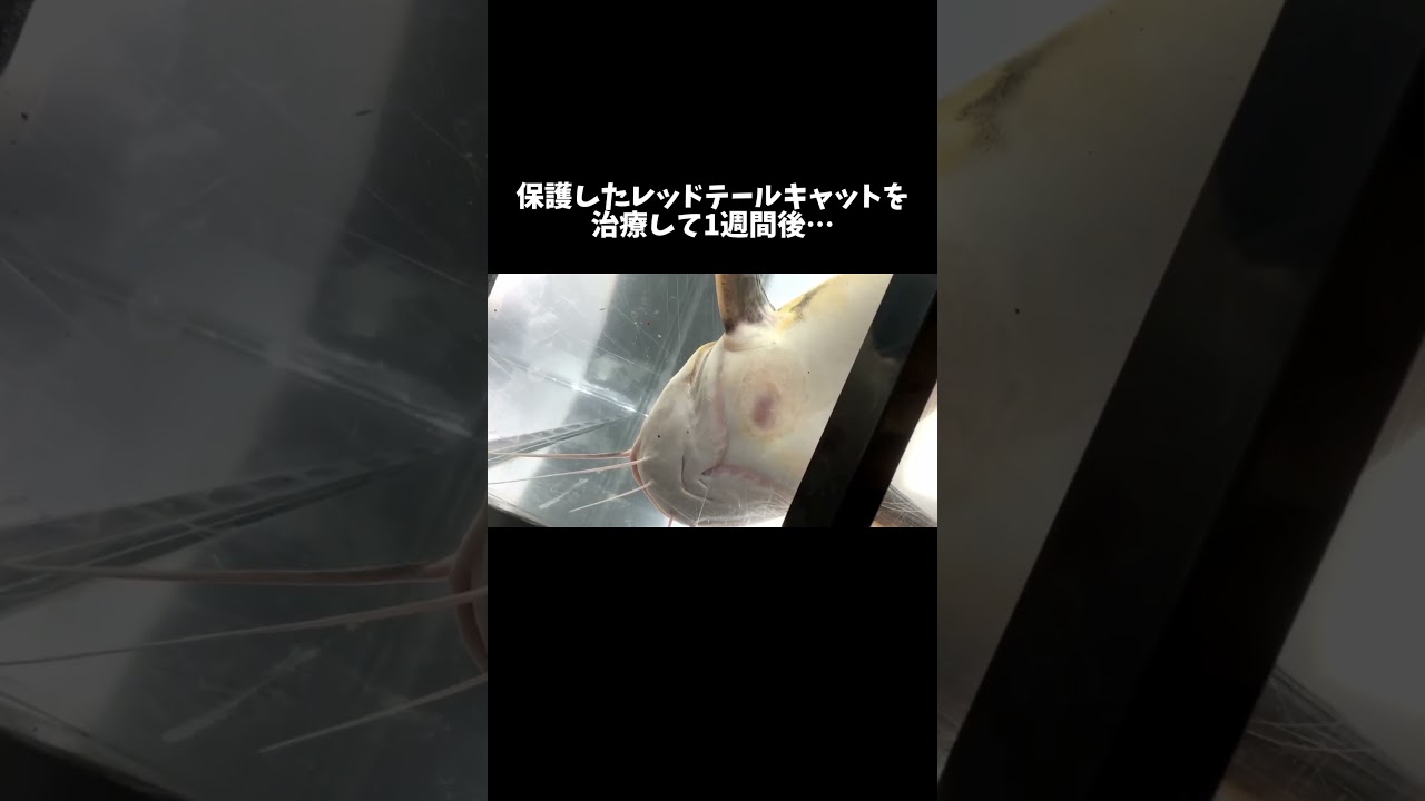 保護したレッドテールキャットを治療して1週間後… #shorts