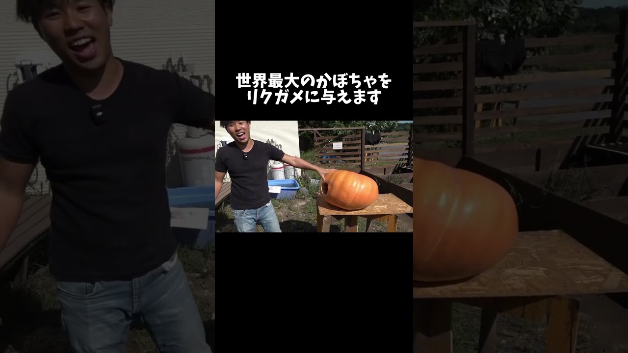 世界最大のかぼちゃ『アトランティック・ジャイアント』をリクガメに与えます #shorts