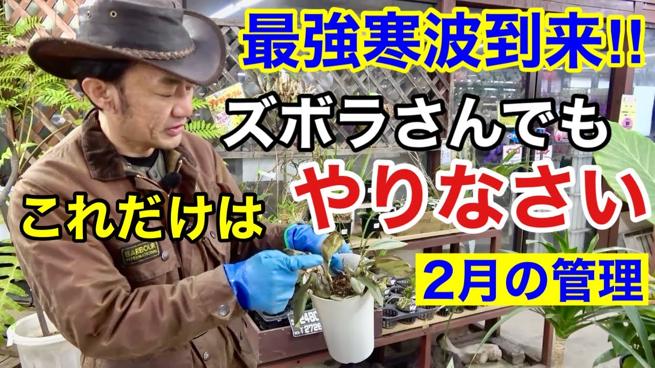 【急いでやるのはこれ！】2月にやるべき園芸作業教えます　　【カーメン君】【園芸】【ガーデニング】【初心者】