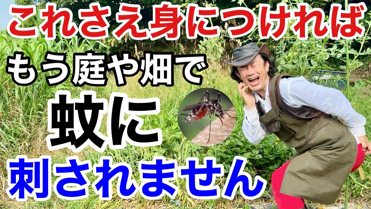 【蚊取り線香は使わない】 どうしても蚊の対策をしたい方はお試しください　             【カーメン君】【園芸】【ガーデニング】【初心者】