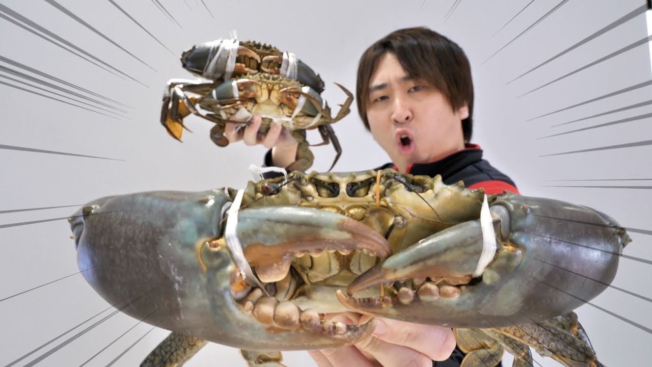 ※このカニ。危険につき食べます※