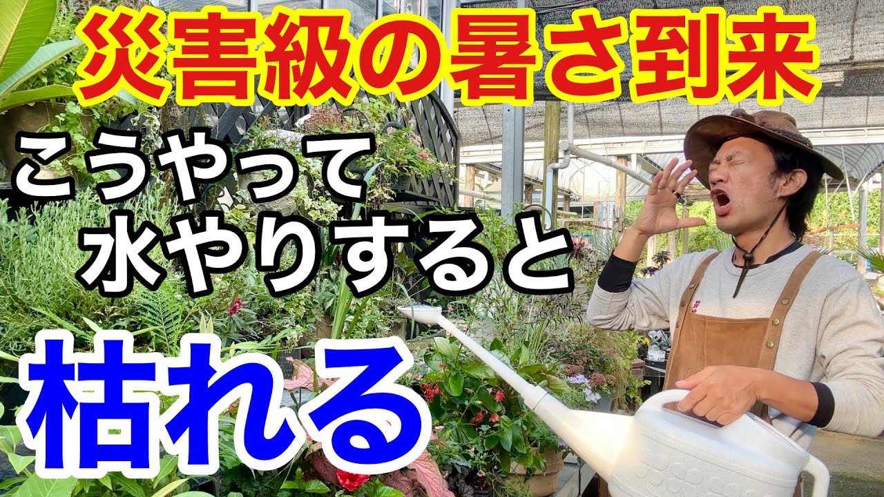 【水やり対策】真夏は必ずこうやって水をあげて下さい。　　　　　　　【カーメン君】【園芸】【ガーデニング】【初心者】