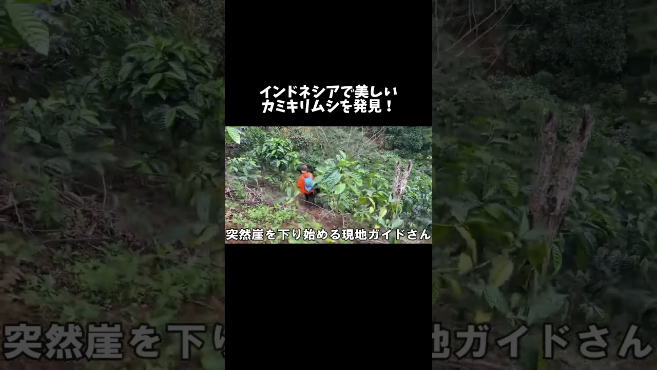 インドネシアで美しいカミキリを発見！　#shorts