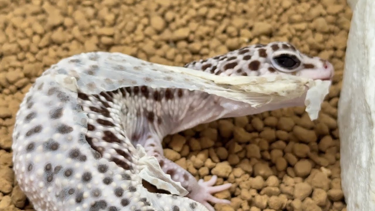 ヤモリの脱皮が見ているだけで気持ち良過ぎる