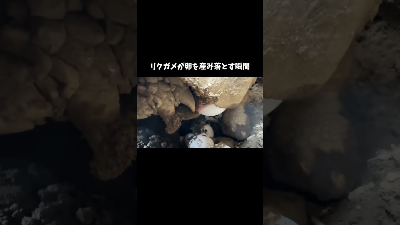 リクガメが卵を産み落とす瞬間　#shorts