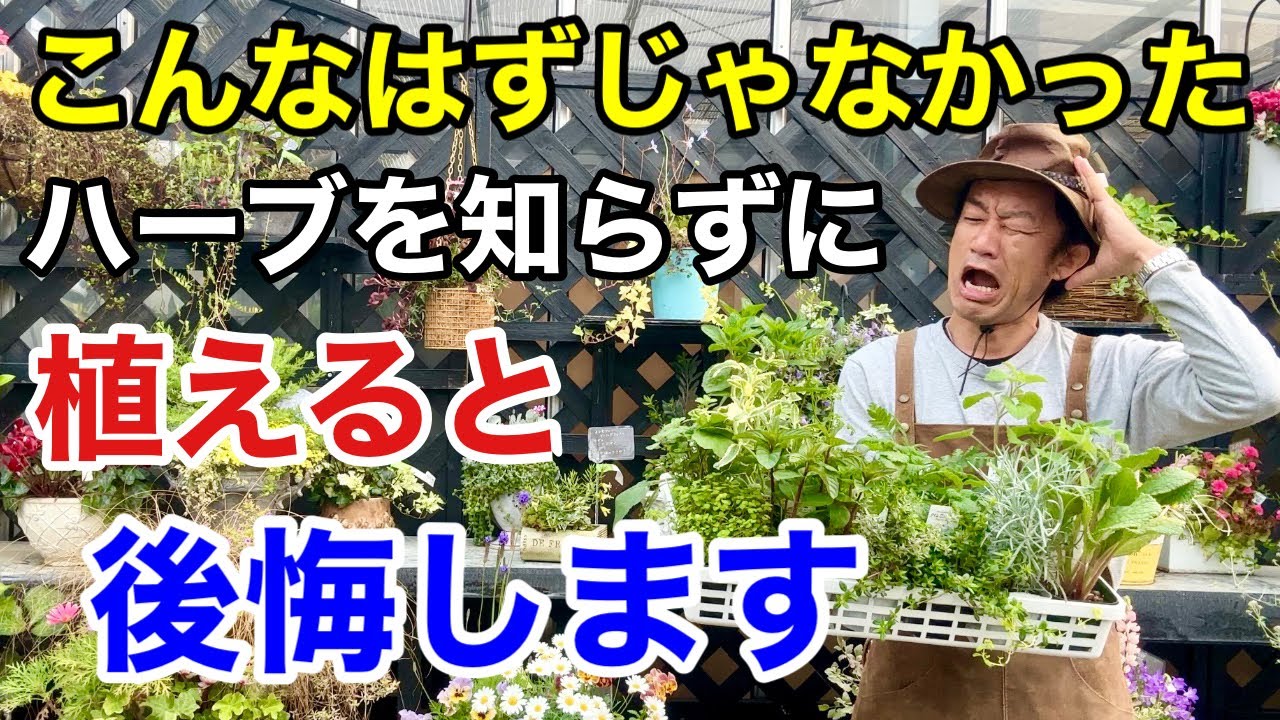 【目からウロコ】ハーブ栽培のコツをあなたにだけ教えます　　　【カーメン君】【エスビー】【初心者】