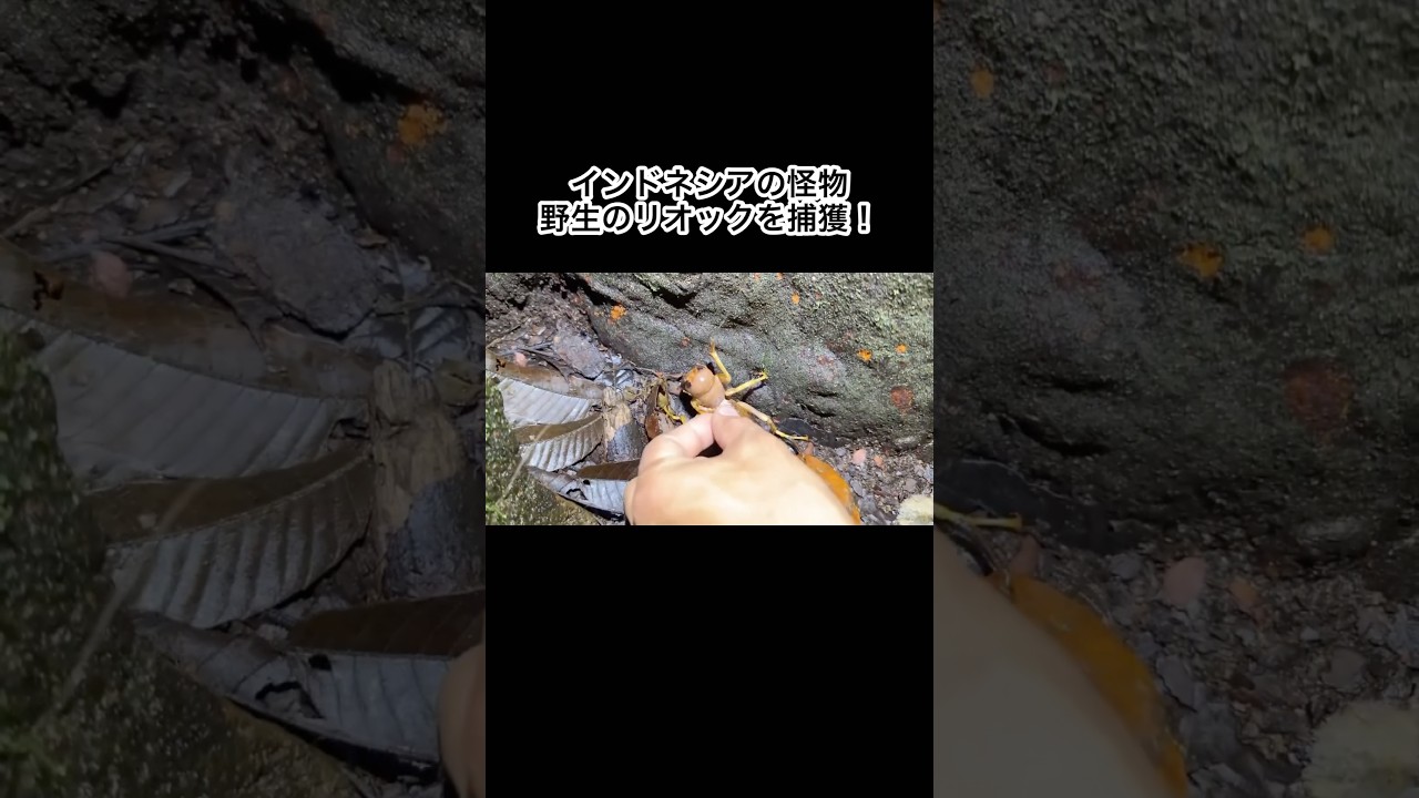 インドネシアの怪物、野生のリオックを捕獲！　#shorts