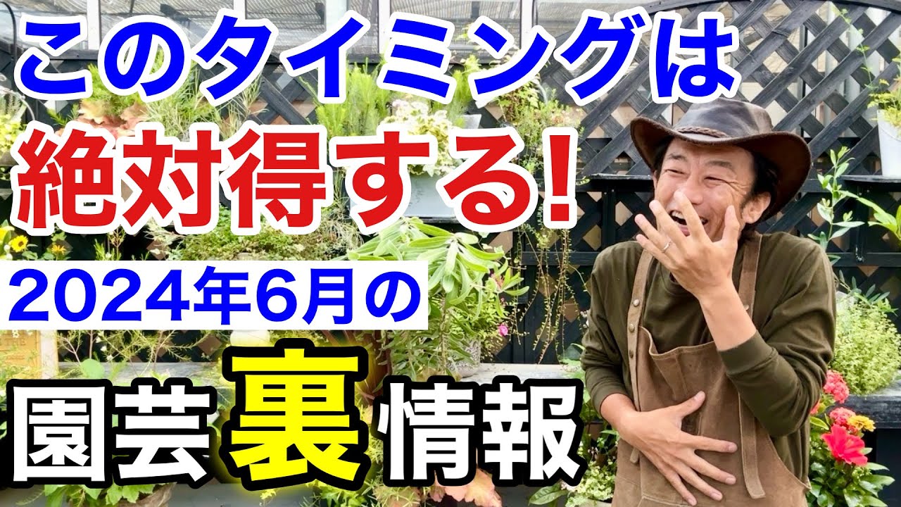 【この週は安い】6月の植物の入荷はかなり変化するので注意して下さい　【カーメン君】【園芸】【ガーデニング】【初心者】
