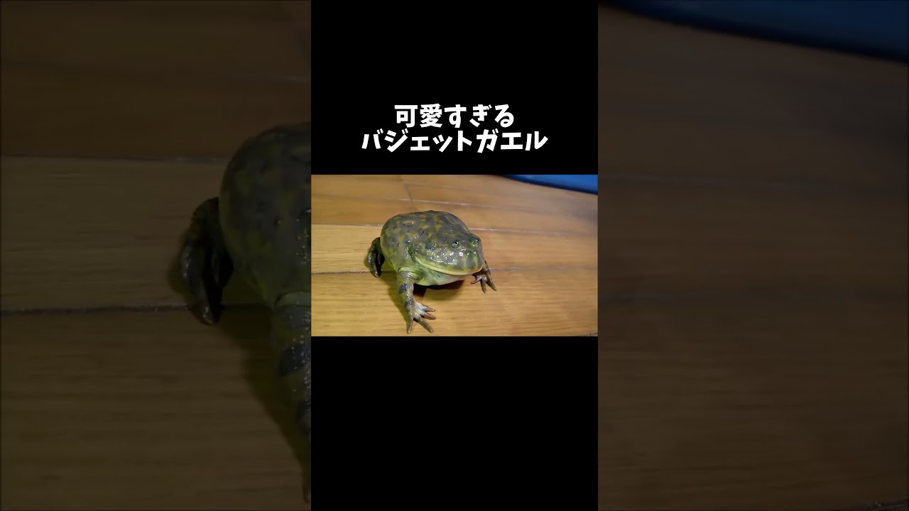 怒ったバジェットガエルが可愛すぎる #shorts