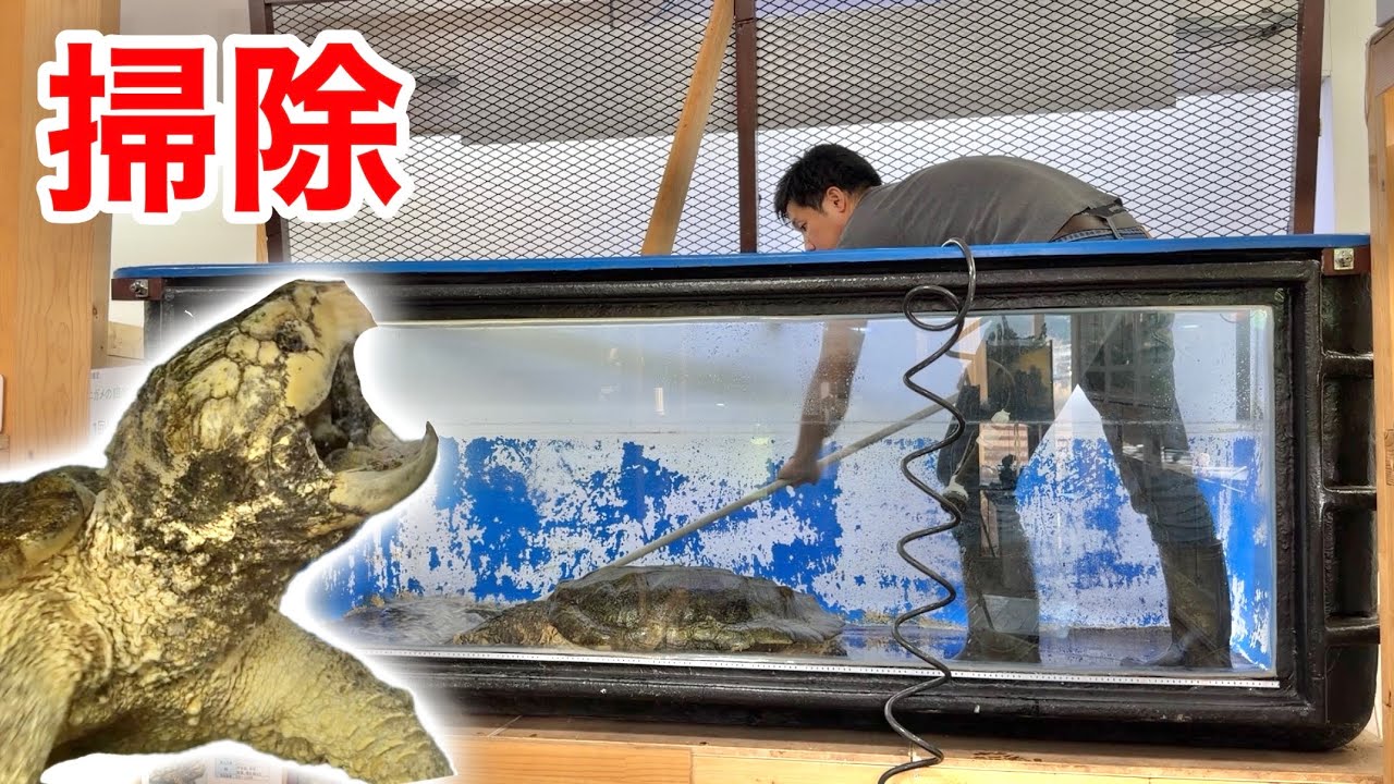 １mの巨大ワニガメを飼育する水槽のお掃除はこうやります