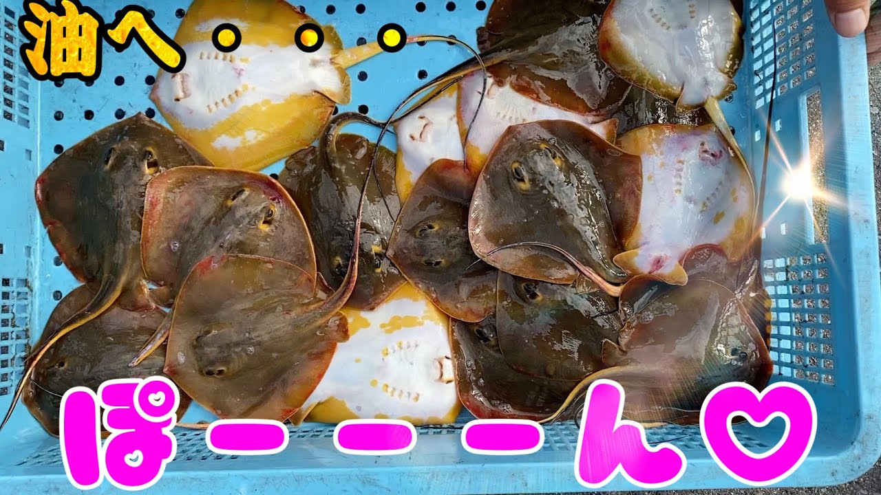 意外と知らない？実はめちゃくちゃうまい『エイの赤ちゃん』特殊ルートで入手しました。