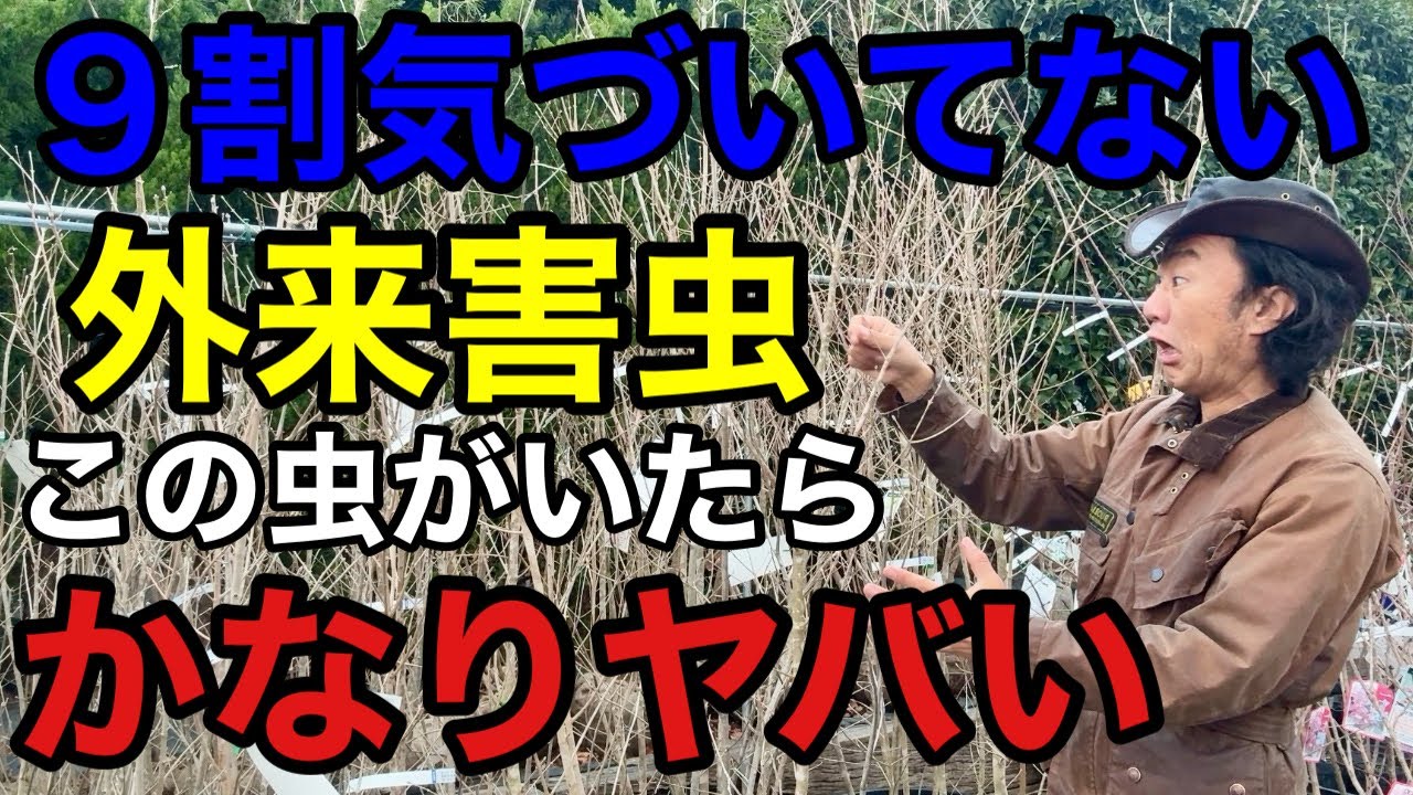 【来年その枝は枯れます】今猛烈に広がってる外来害虫にご注意下さい　　　【園芸】【ガーデニング】【初心者】