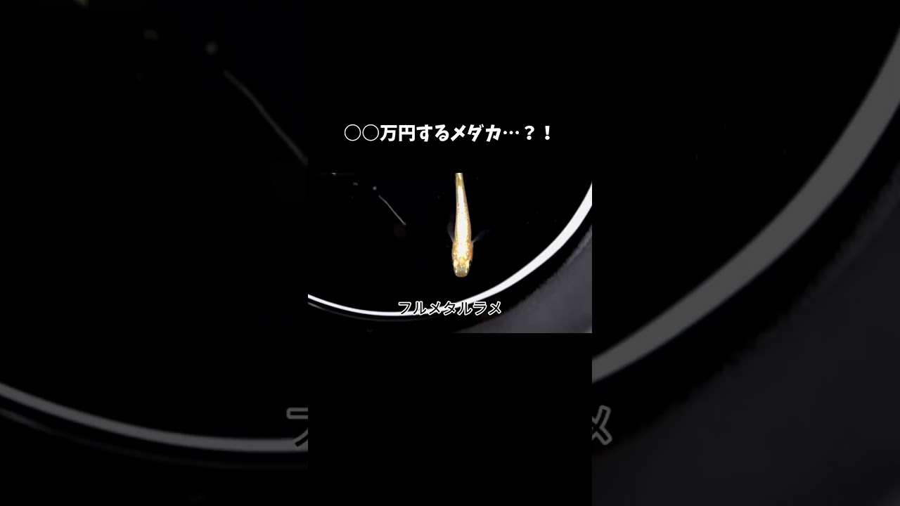 ○○万円するメダカ…？！ #shorts