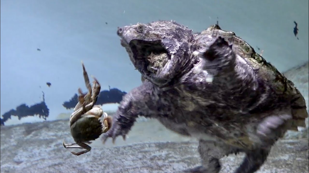 腹ペコのワニガメにモクズガニ丸ごと1匹を与えた結果・・・！