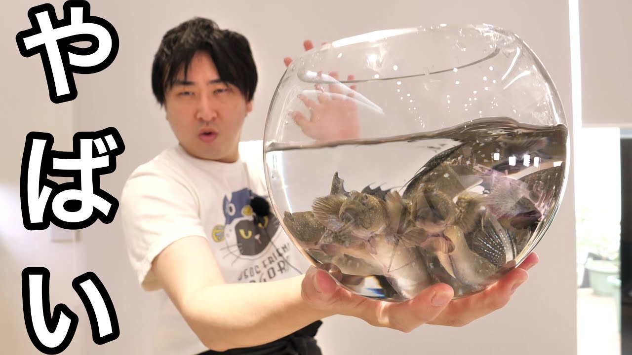 なんじゃこの魚。身の色がヤバすぎる。そして悲劇が。