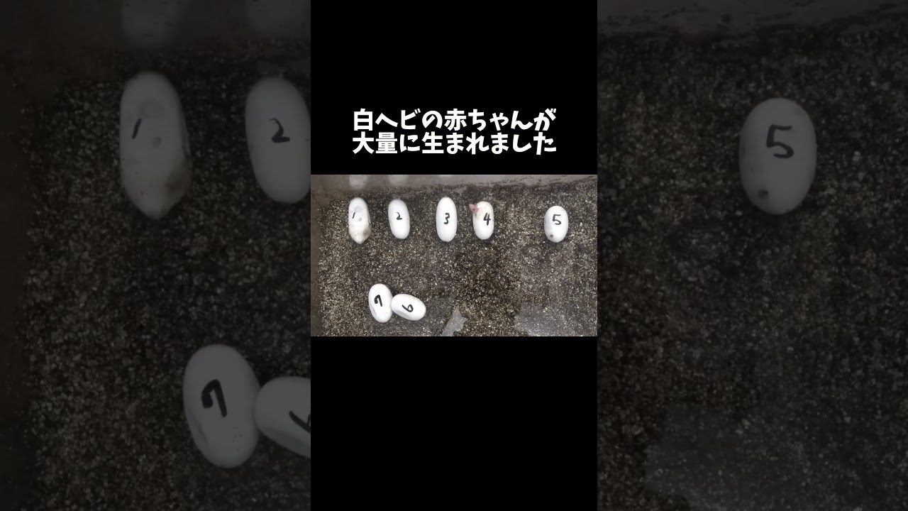 白蛇の赤ちゃんが大量に生まれました #shorts