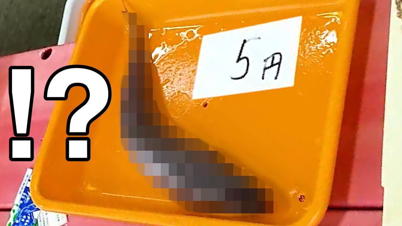 【朝5時】市場に５円の魚が売っていたので買って料理してみた！！