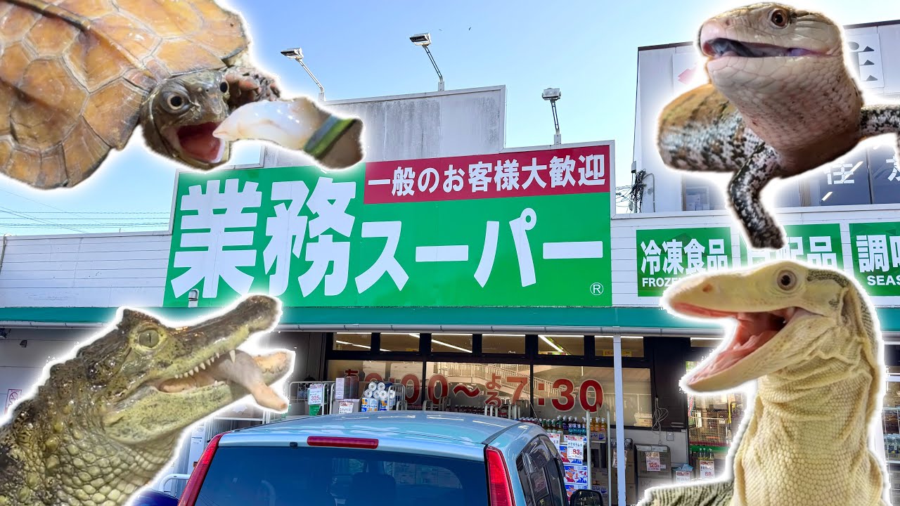 業務スーパーで爬虫類の餌を爆買いして与えまくります