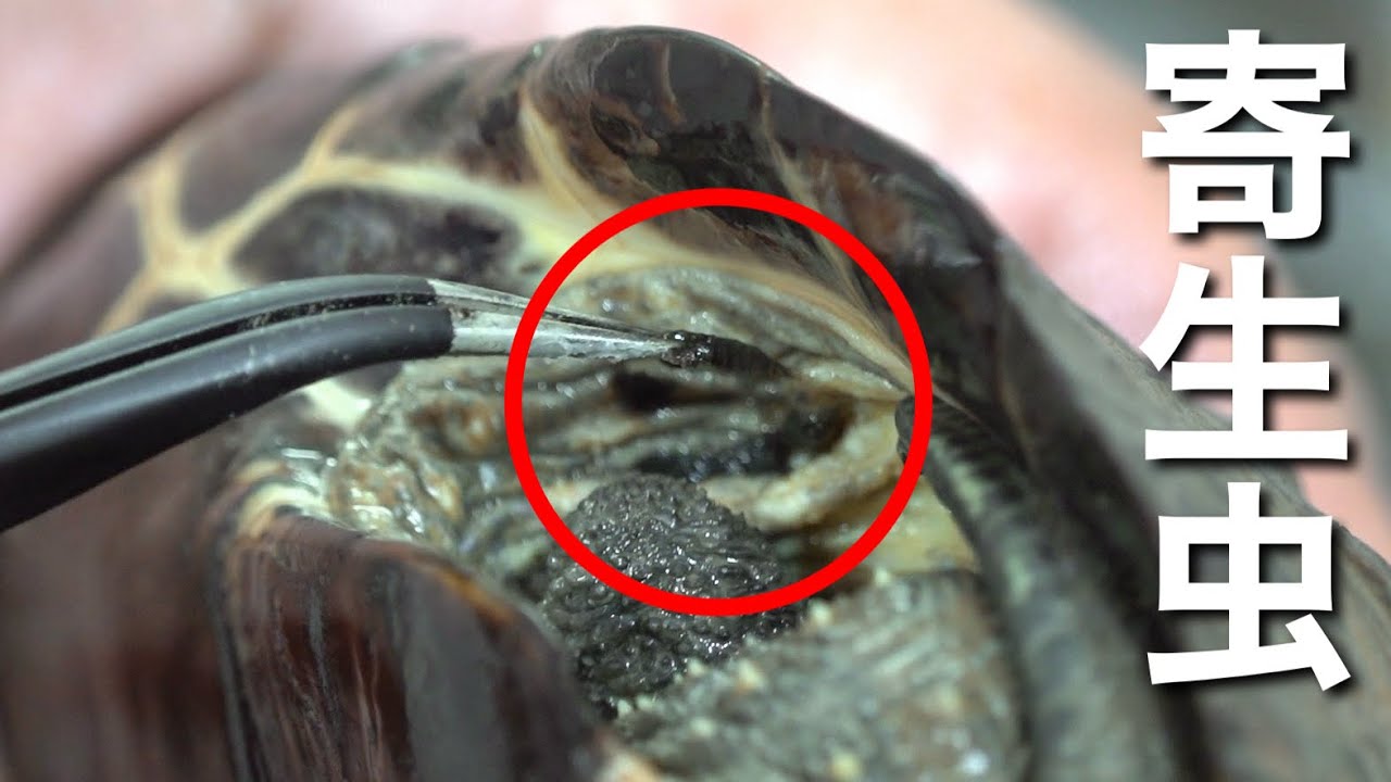 亀の甲羅の隙間に潜む寄生虫を引きずり出す