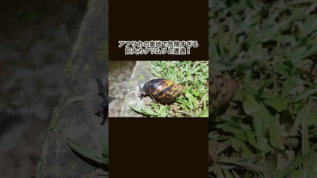 アフリカの奥地で危険すぎる巨大カタツムリと遭遇！　#shorts