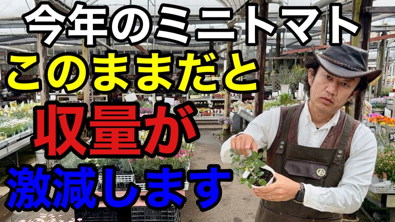 【裏技があります】ミニトマトを真夏まで取り続けるコツ教えます　　【カーメン君】【カゴメ】【猛暑対策】【初心者】