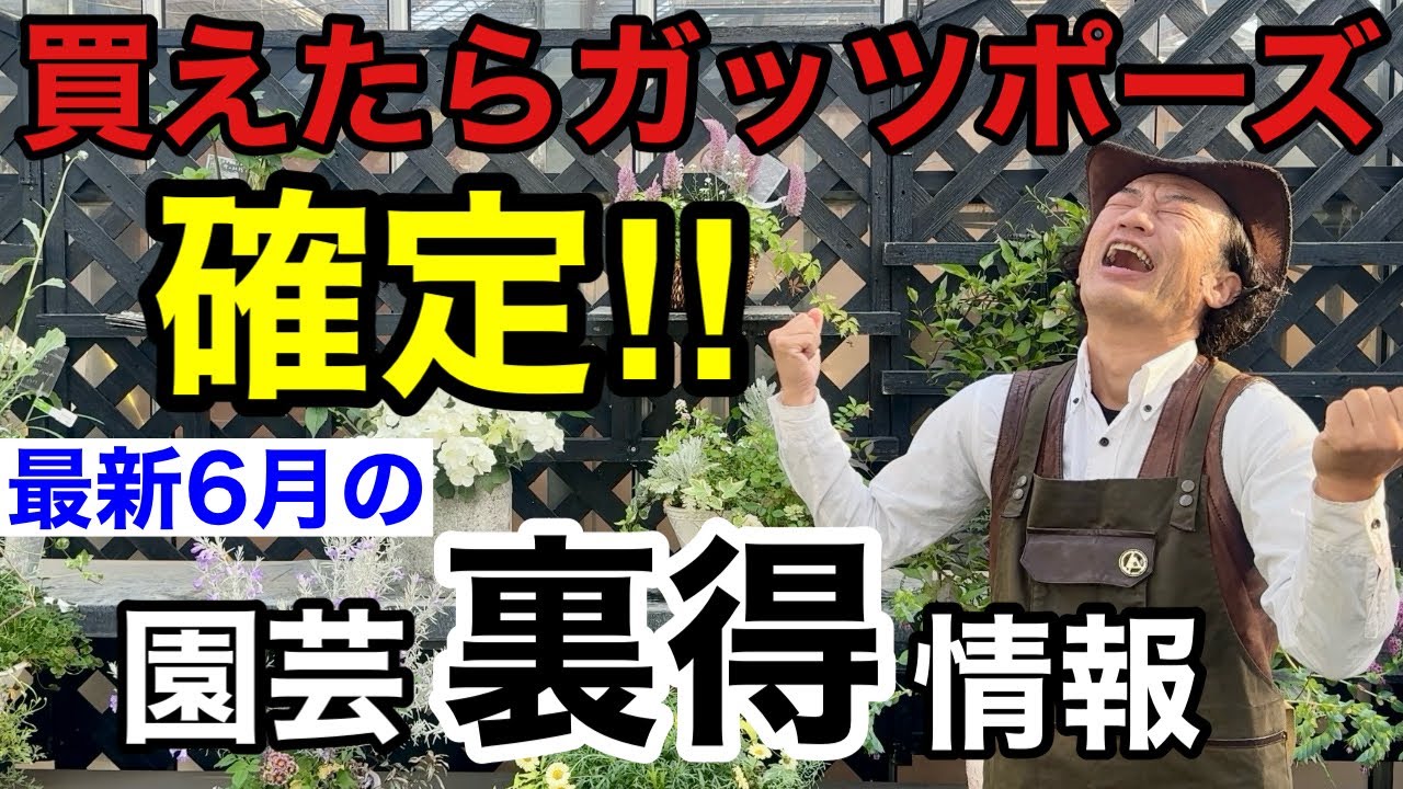 【もう入荷】6月梅雨に入るまでにこれが買えるかが勝負です！！！　　　【カーメン君】【園芸】【ガーデニング】【初心者】