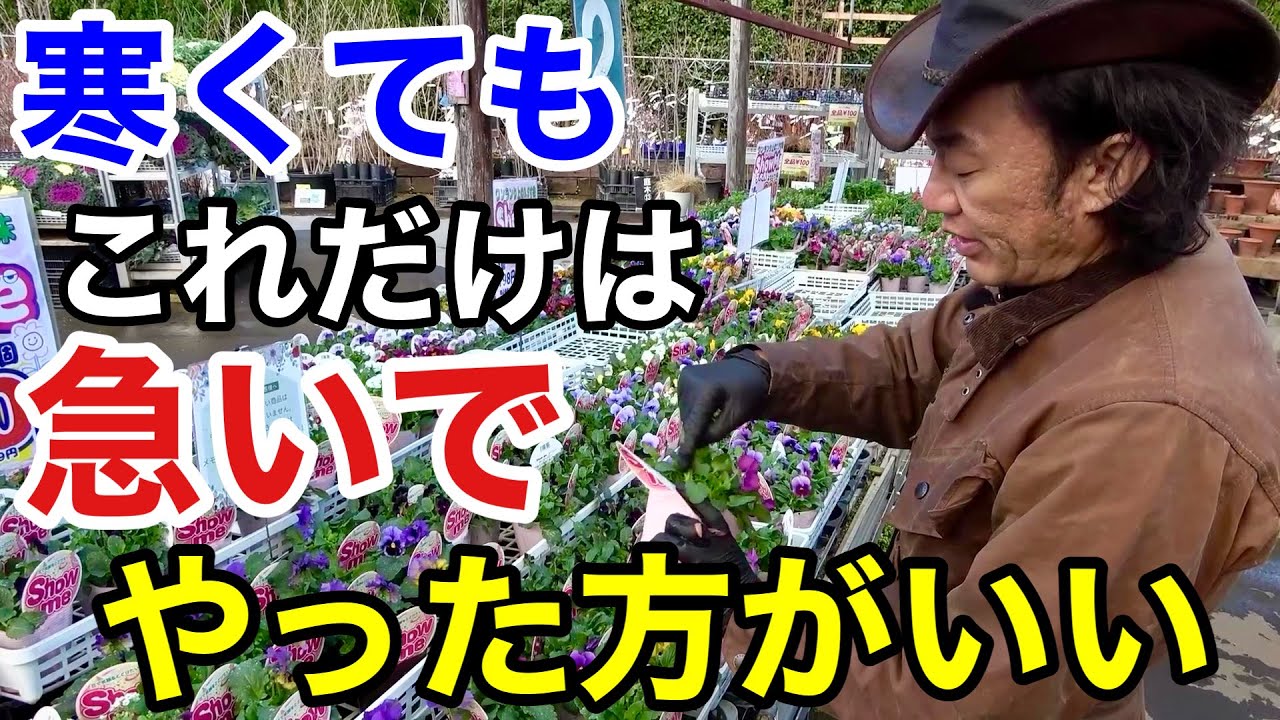 【今年は手遅れになります】１月やるべき園芸作業教えます　【園芸】【ガーデニング】【初心者】