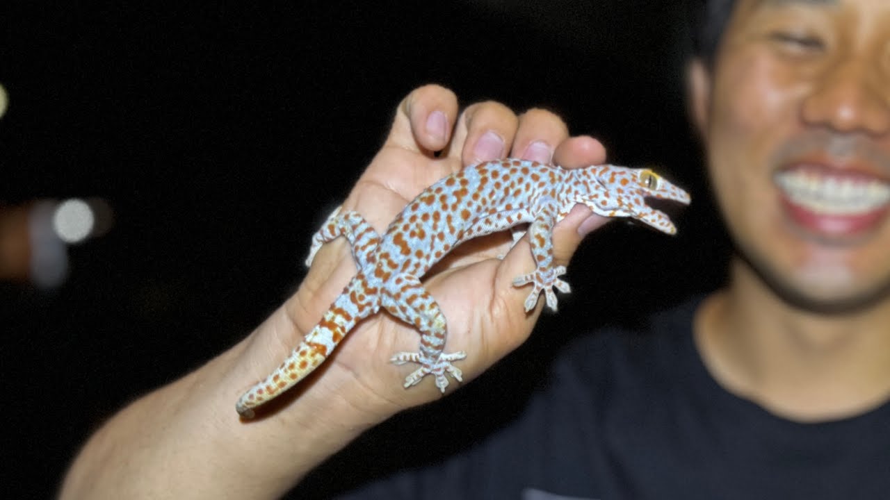 インドネシアのホテルで巨大なヤモリを捕まえました
