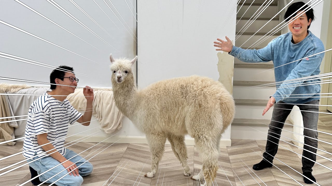 一軒家でアルパカを飼育する男がヤバ過ぎる