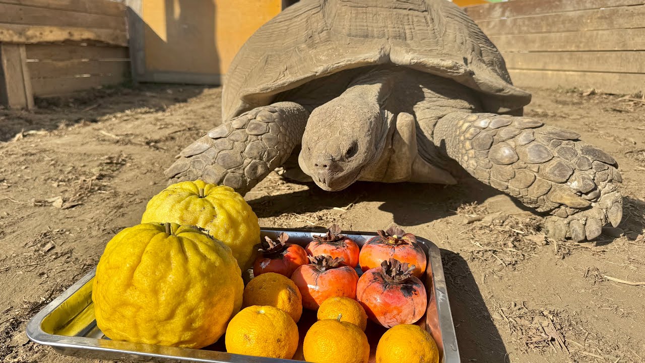 庭で採れた冬の味覚をリクガメ達に与えまくる！