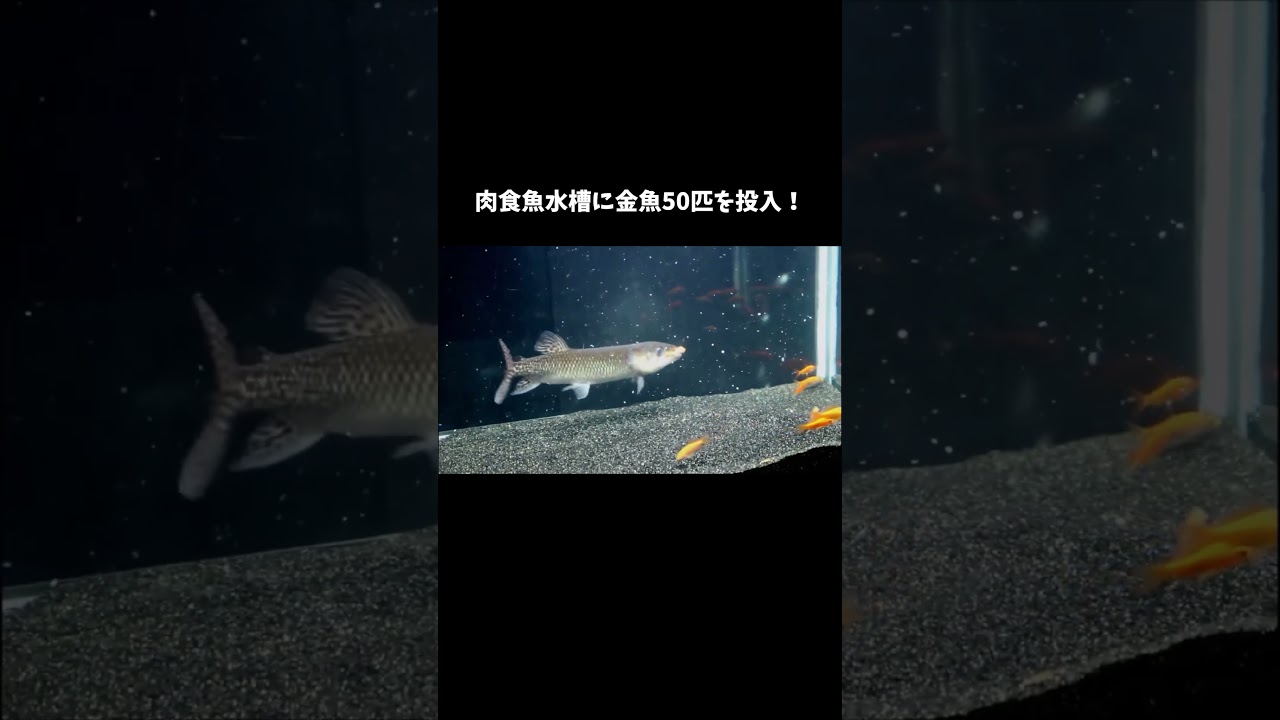 肉食魚水槽に金魚50匹を投入 #shorts