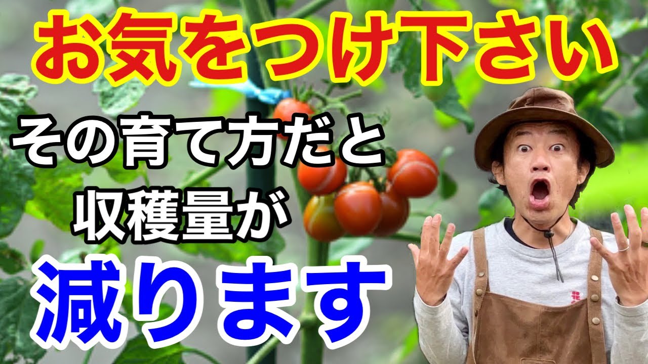 【初めが肝心】トマトを絶対成功させる栽培のコツ教えます　　　       【カーメン君】【園芸】【ガーデニング】【初心者】