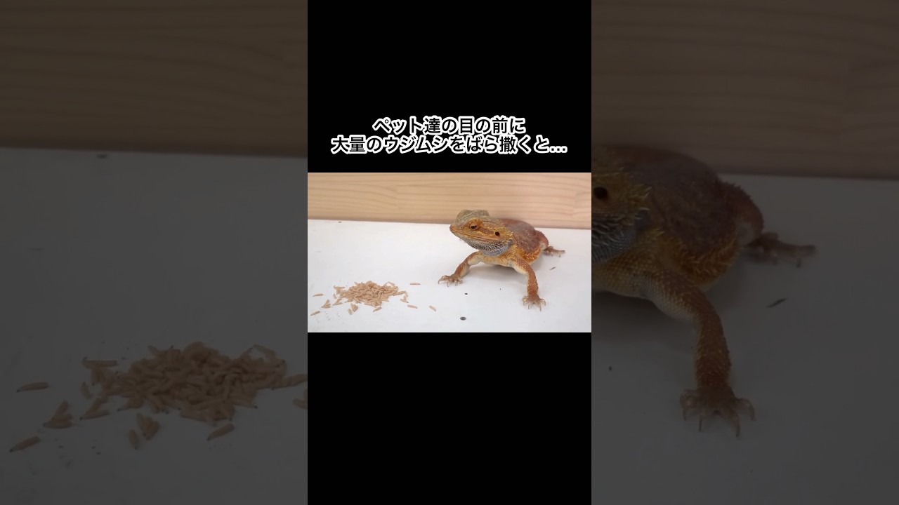 ペット達の目の前に大量のウジムシをばら撒くと… #shorts