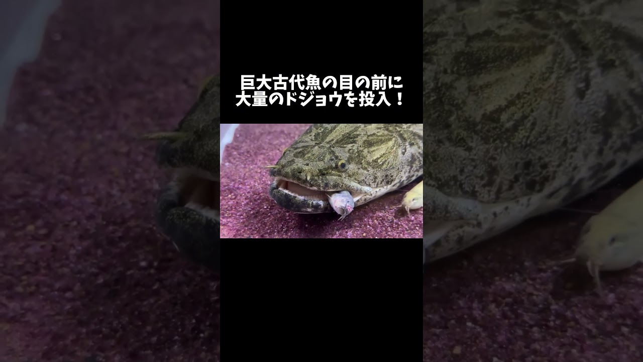 巨大古代魚の目の前に大量の生きたドジョウを投入！ #shorts