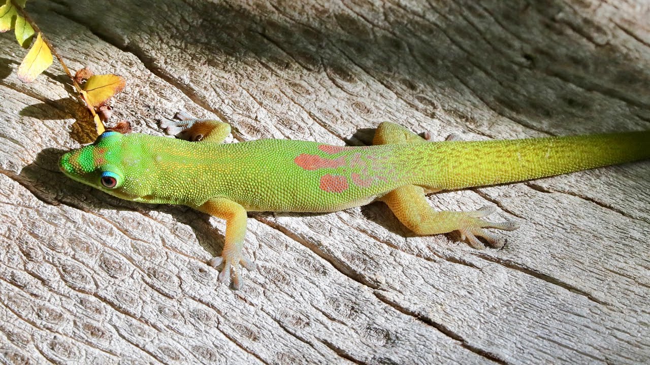 ハワイで大繁殖中の外来生物がヤバ過ぎる・・・