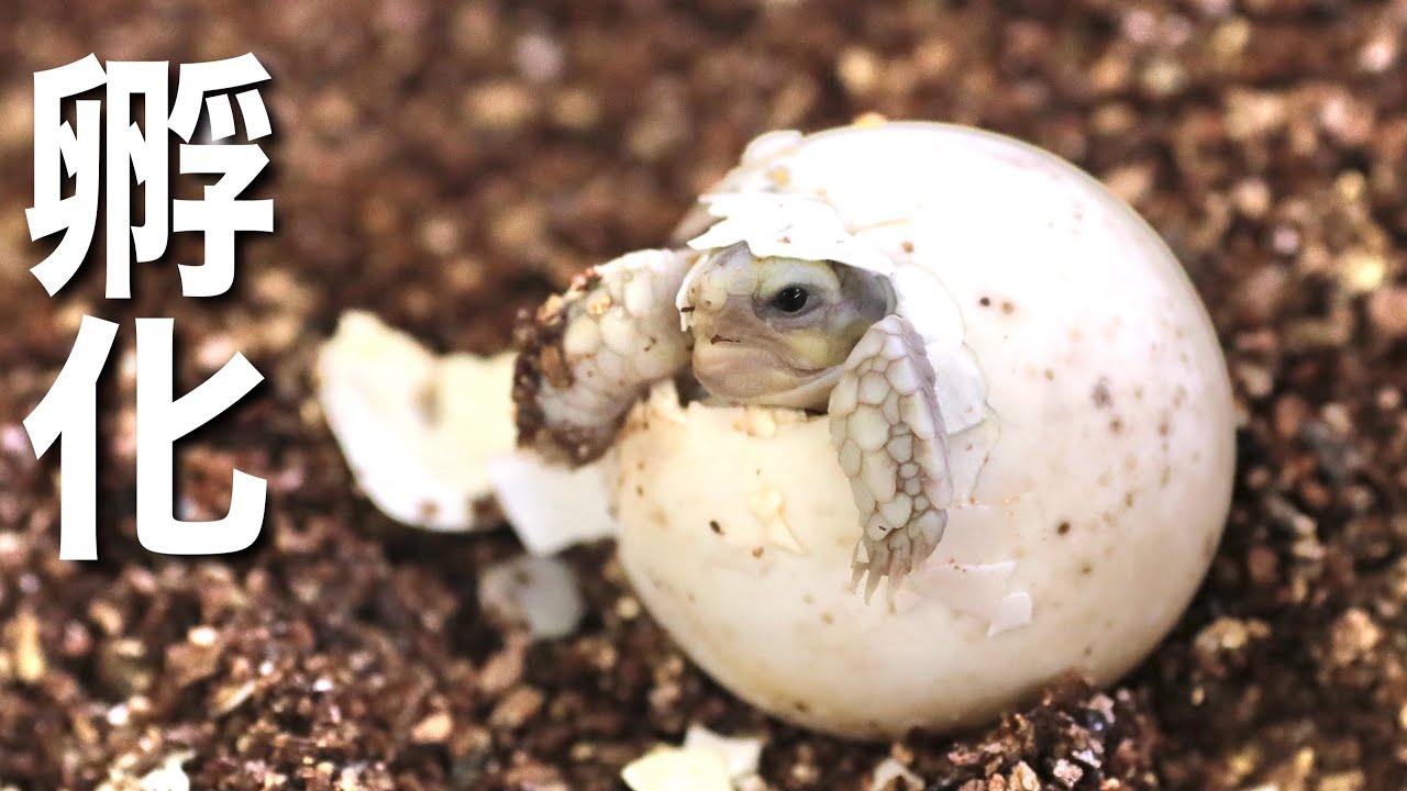 ケヅメリクガメの赤ちゃんが生まれました