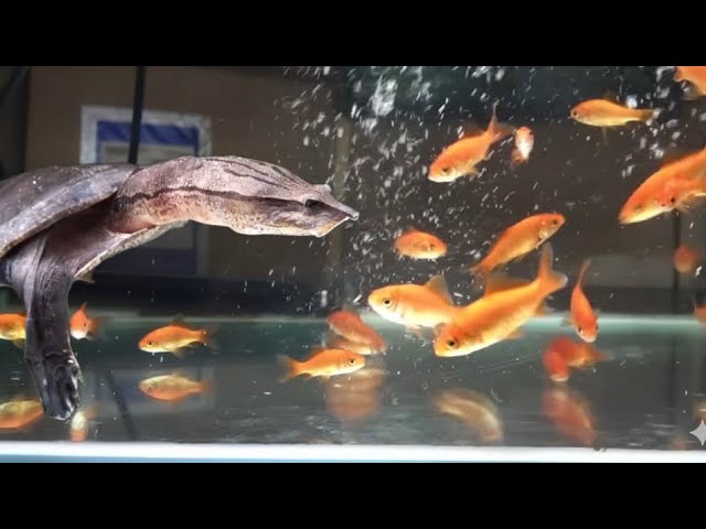腹ペコのスッポンの目の前に大量の生きた金魚を投入！