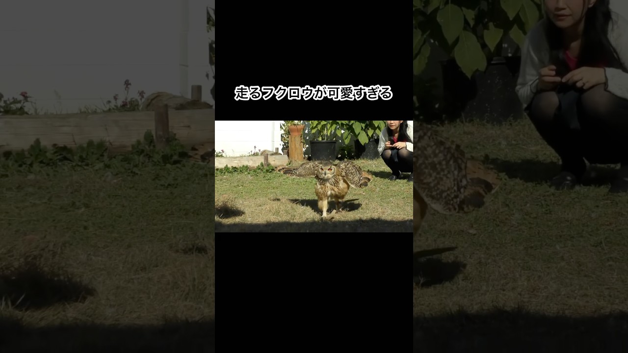 走るフクロウが可愛すぎる #shorts