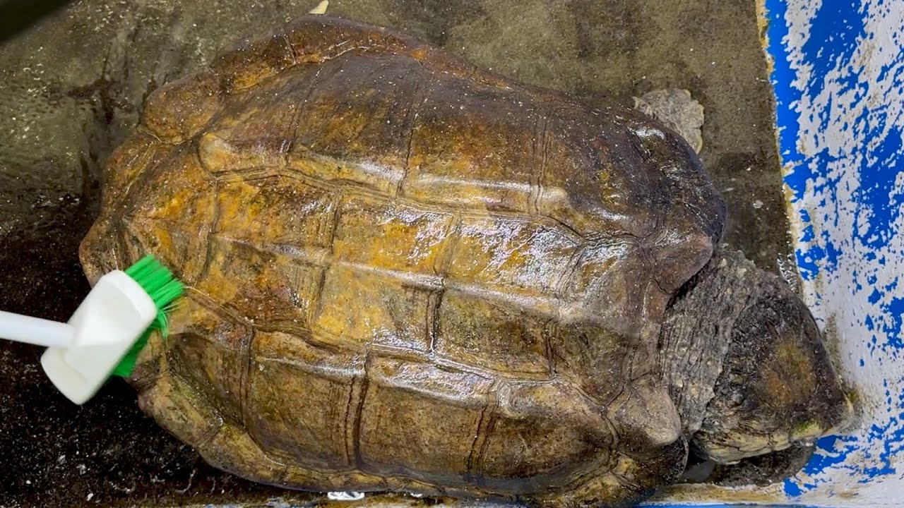 コケまみれのワニガメの甲羅をブラシで擦りまくった結果・・・！