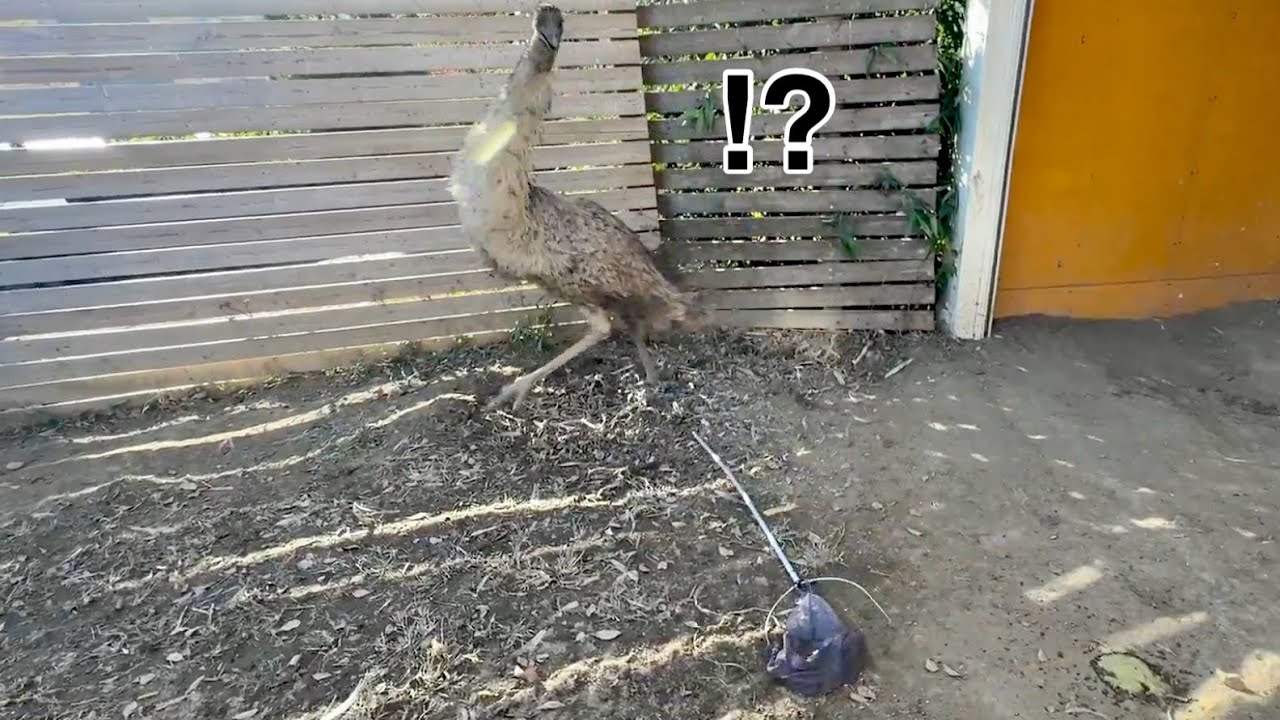 自分で倒した網にビックリするエミュー