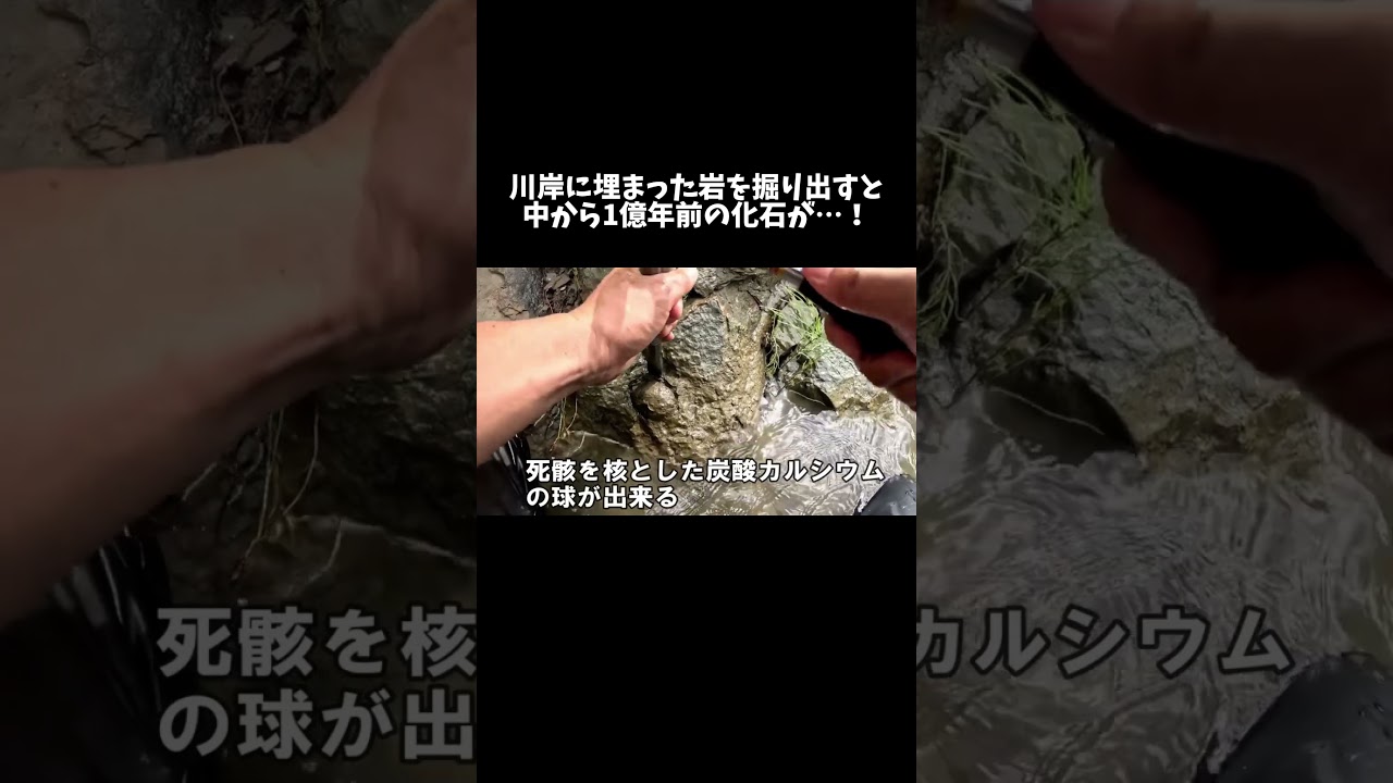 川岸に埋まった丸い岩を掘り出すと中から化石が出てきました　#shorts