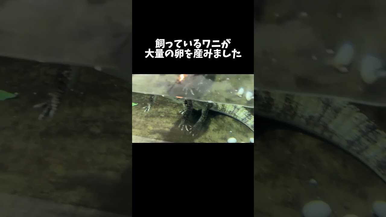 飼っているワニが大量の卵を産みました #shorts