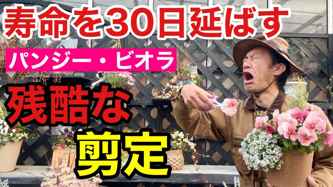 【咲いてても切る】これをやるとパンジービオラはあと2ヶ月咲き続けます　　　　【カーメン君】【園芸】【ガーデニング】【初心者】